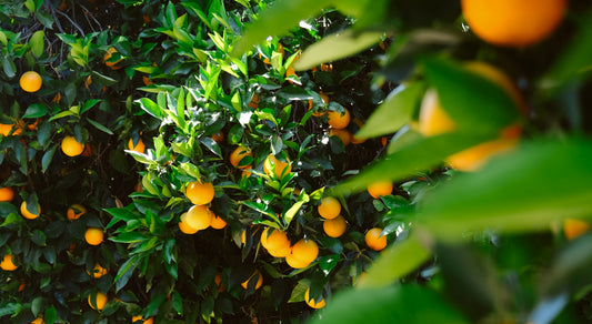 Citrusy v domácích podmínkách