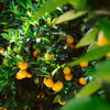 Citrusy v domácich podmienkach 