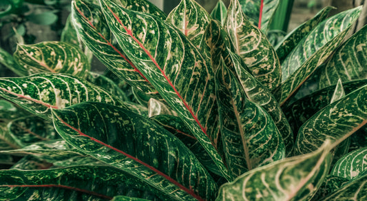 Aglaonema, vděčná pokojovka pro začátečníky