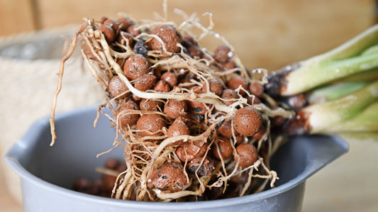 Úvod do hydroponie 1. část