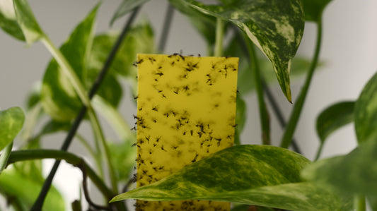 Nejčastější škůdci pokojových rostlin