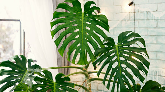 Monstera k vám domů přinese kus džungle