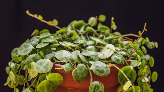 Peperomia neboli pepřinec nenáročný na péči