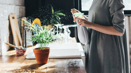 7+1 tipů, co s pokojovkami, když jedete na dovolenou