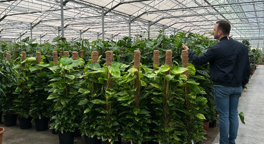 Nový způsob, jak přinášet zeleň do vašich domovů