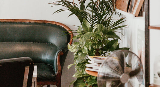 Podzim je tu a co dělat s pokojovými rostlinami?