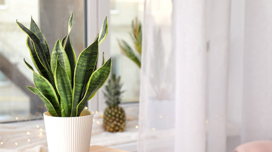 Sansevieria aneb tchyně do každé domácnosti