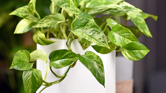 Šplhavnice epipremnum a scindapsus