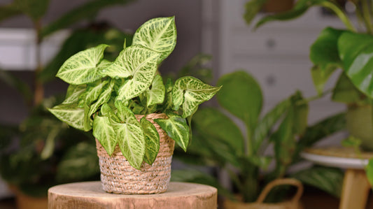 Známé i neznámé Syngonium