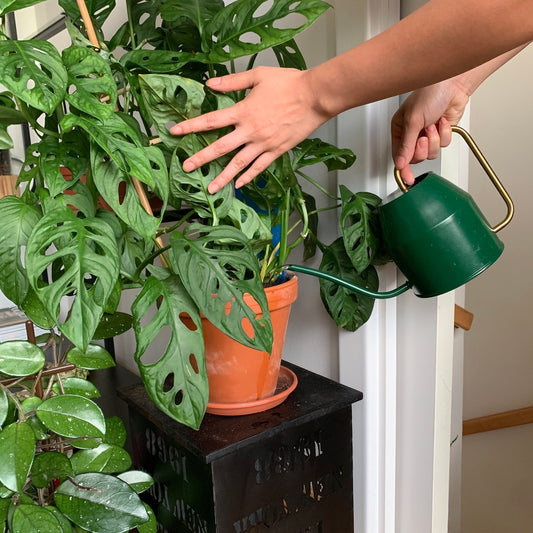 6 tipů, jak správně zalévat pokojovky