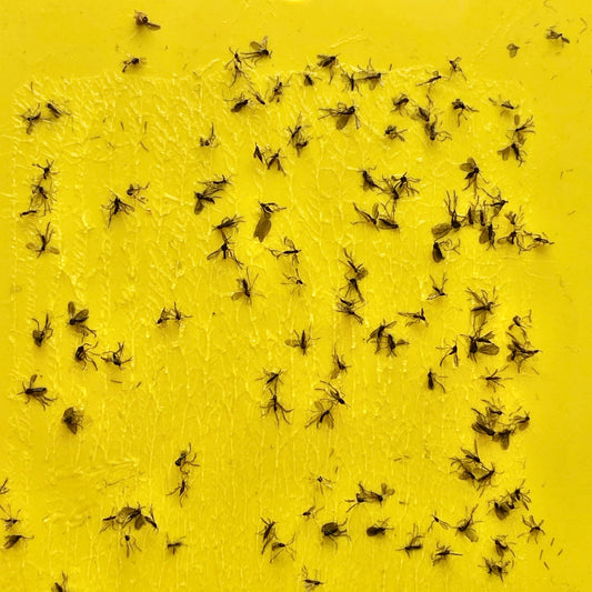 Smutnice aneb máte doma černé mušky?