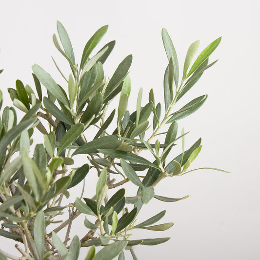 Jak pěstovat Olivovník