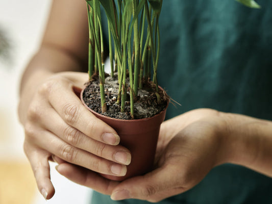 Fuj! Plíseň na substrátu a jak ji odstranit