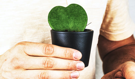 Hoya, srdcovka našich babiček