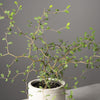 Sophora Little Baby and how to care for it 