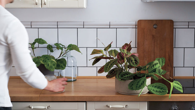 Vhodné k mazlíčkům