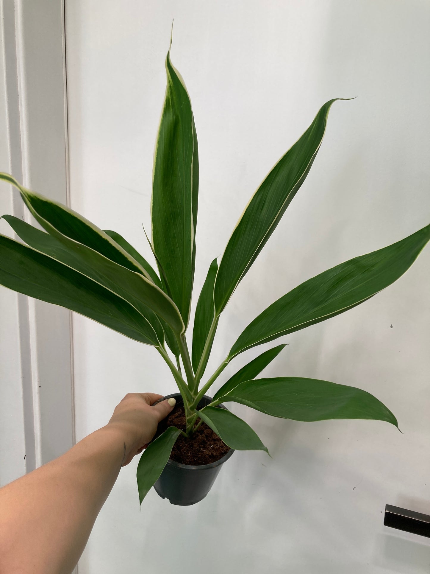 Cordyline frutisoca Conga