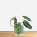 Anthurium Luxurians x Radicans 'S'