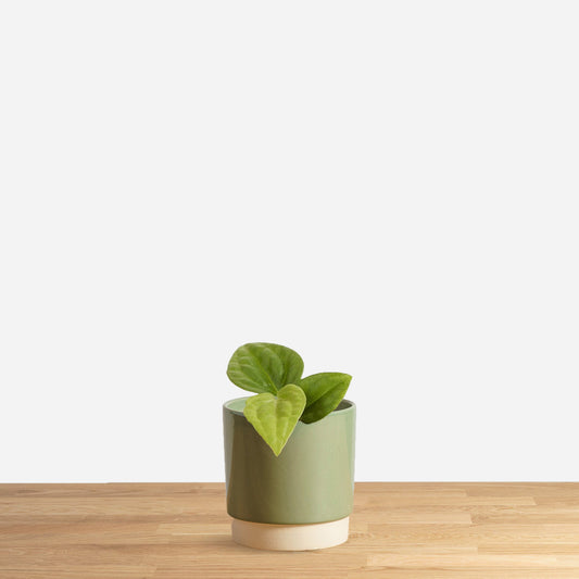 Anthurium Villenaorum