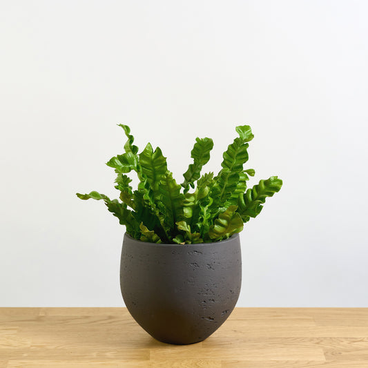 Asplenium nidus Crispy Wave