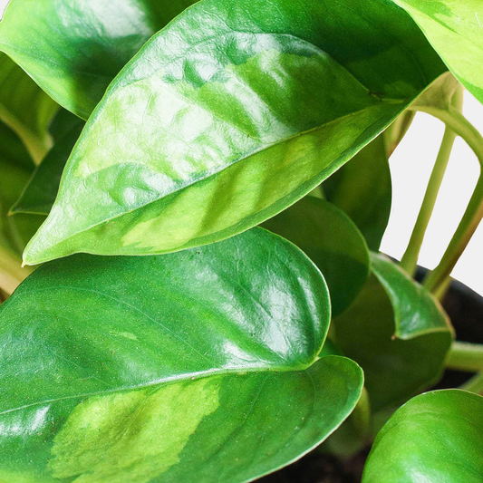 Epipremnum Global Green