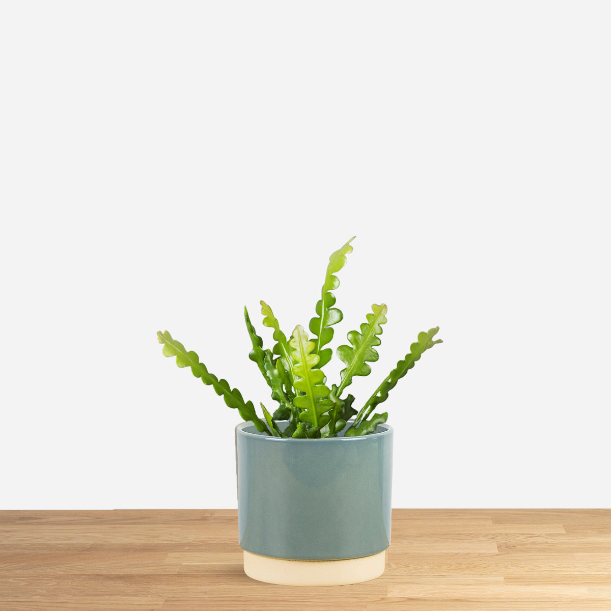 Epiphyllum Anguliger