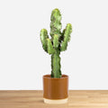 Euphorbia Cactus