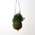 Kokedama Rhipsalis Cassutha