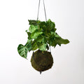 Kokedama Syngonium Arrow