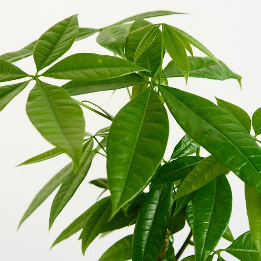 Pachira aquatica 'M'