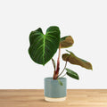 Philodendron El Choco Red