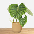 Philodendron Plowmania