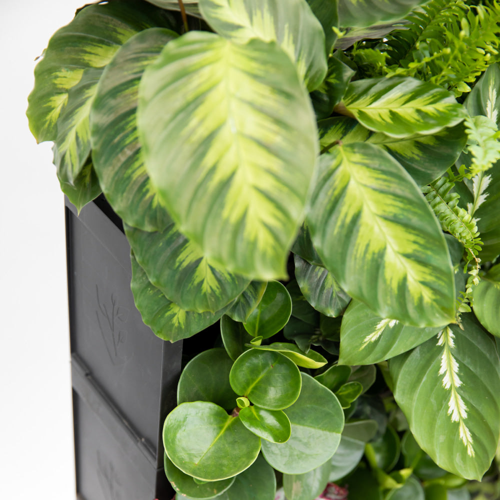 PlantBox - Živá stěna 3 moduly