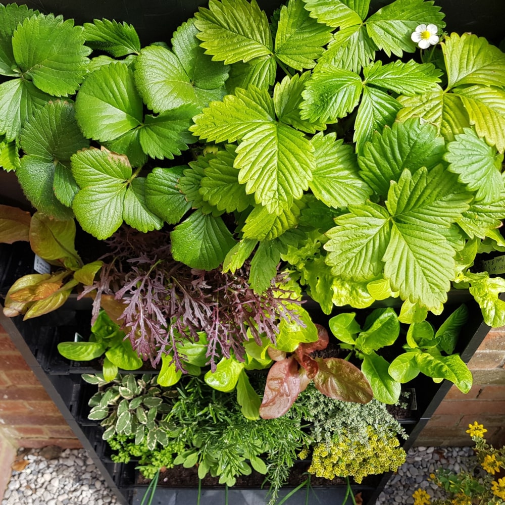 PlantBox - Živá stěna 3 moduly