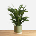 Spathiphyllum Torelli