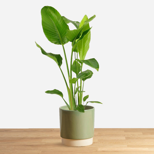 Strelitzia Nicolai 'L'