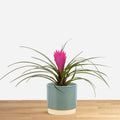 Tillandsia Cyanea 'baby'