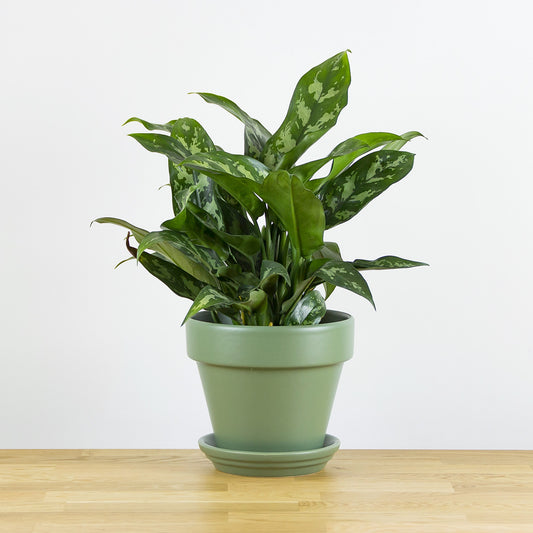 Aglaonema Maria 'S'