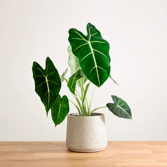 Alocasia Frydek