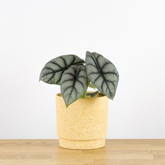 Alocasia Silver Dragon 'S'