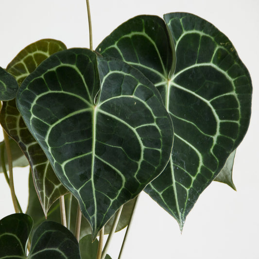 Anthurium Clarinervium 'M'