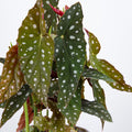 Begonia Maculata 'L'
