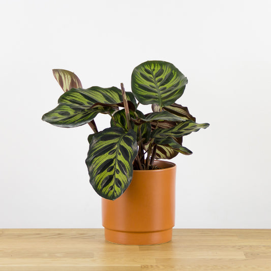 Calathea makoyana 'S'