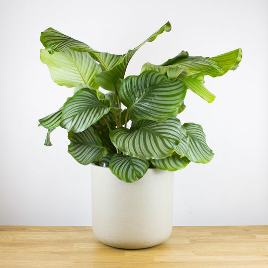 Calathea Orbifolia 'L'