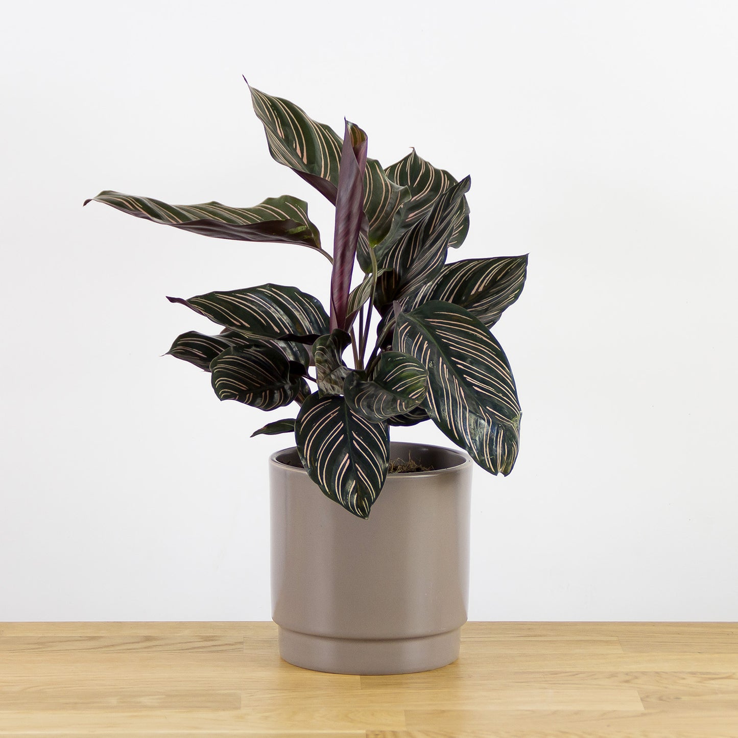 Calathea Sanderiana 'S'