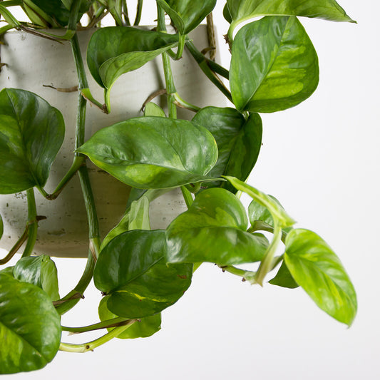 Epipremnum Global Green - závěsný