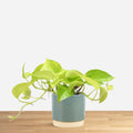 Epipremnum Pinnatum Golden Pothos 'S'