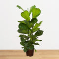 Ficus Lyrata - hydroponics