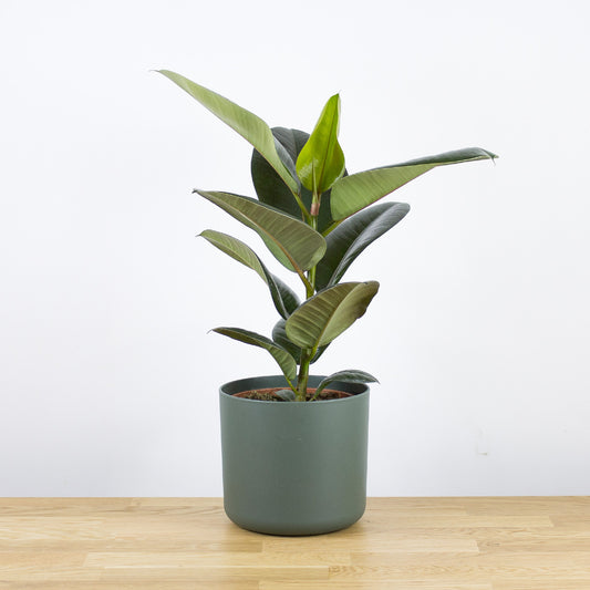 Ficus Robusta 'M'