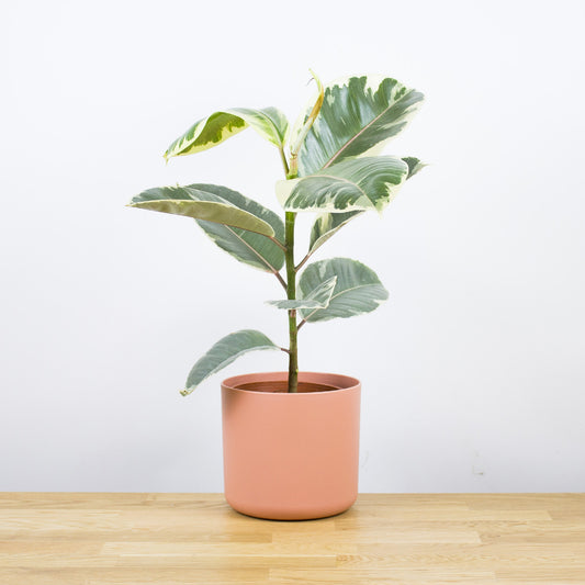 Ficus Tineke 'M'